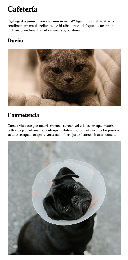 Actividad restaurante de gatos